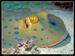 Bluespotted stingray. Canon G10 & Inon D2000. by Bea & Stef Primatesta 